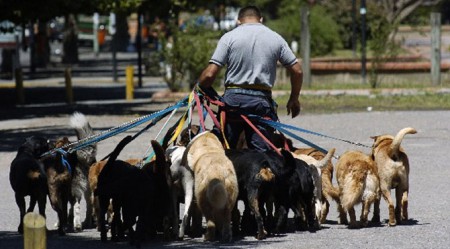 Dog Walker
